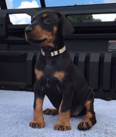 Doberman Pinscher puppy for sale + 53813