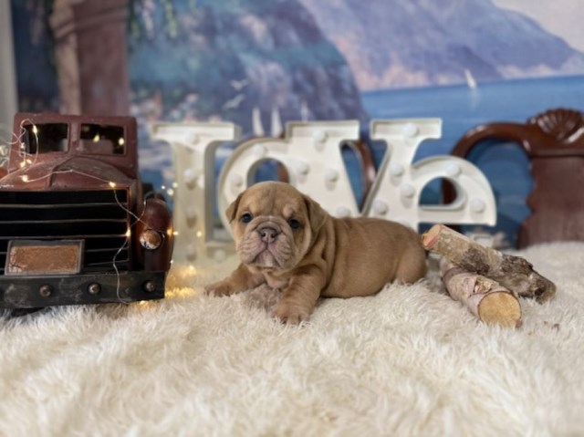 English Bulldog, F, Blue Fawn, gen health tested CLEAR