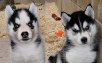 AKC Siberian Husky Champion  lines Siberian Husky for sale/adoption