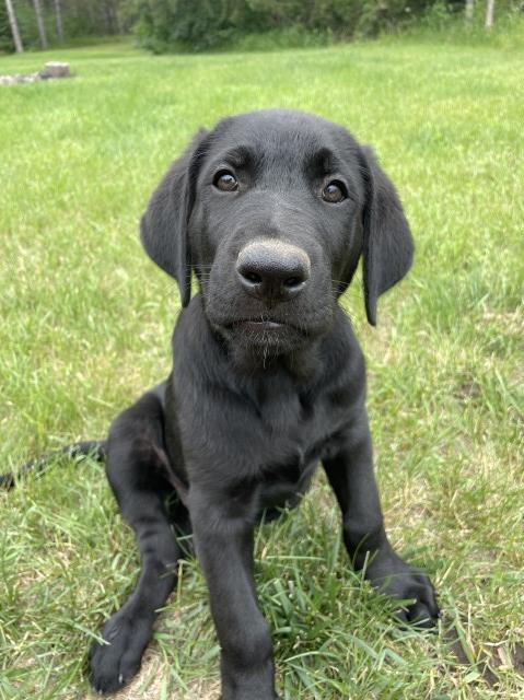 German shepherd / British Lab