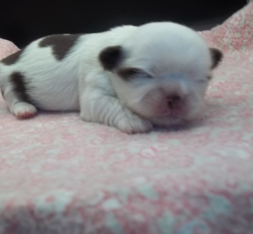 Shih Tzu puppy for sale + 64188