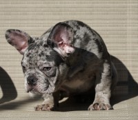 Blue Merle male puppy French Bulldog for sale/adoption