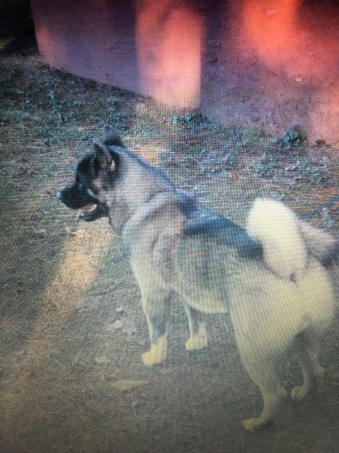 “ATTENTION” Akita Puppies for sale