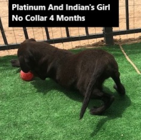 Labrador Retriever puppy for sale + 62318