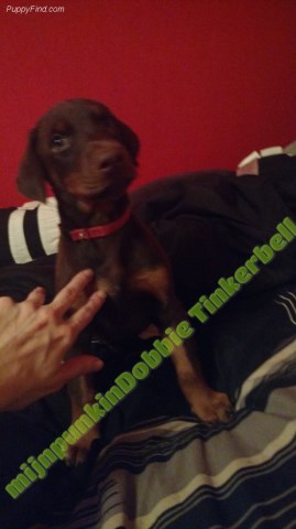 Tinkerbell AKC Red/rust female