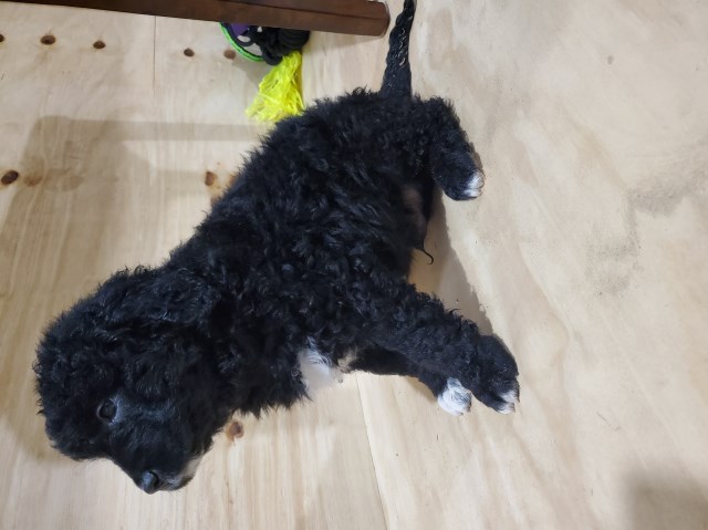 Black Abstract Aussiedoodle