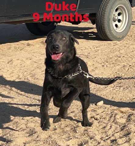 AKC Male Charcoal Lab