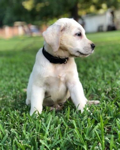 Cream White Labrador Pups