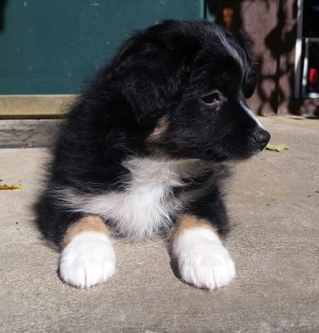 Pure Bred Mini Australian Sheppard