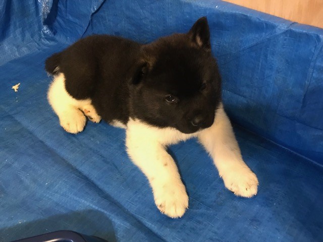 Akita puppies AKC registered for sale
