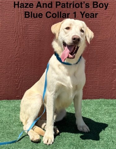 AKC Champagne/Yellow Lab Puppies