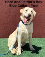 AKC Champagne/Yellow Lab Puppies Labrador Retriever for sale/adoption