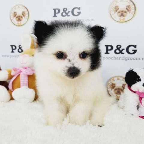 POMERANIAN - CINDY - FEMALE