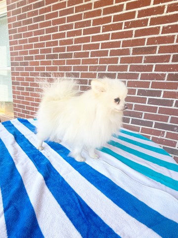 Pomeranian puppy for sale + 66630
