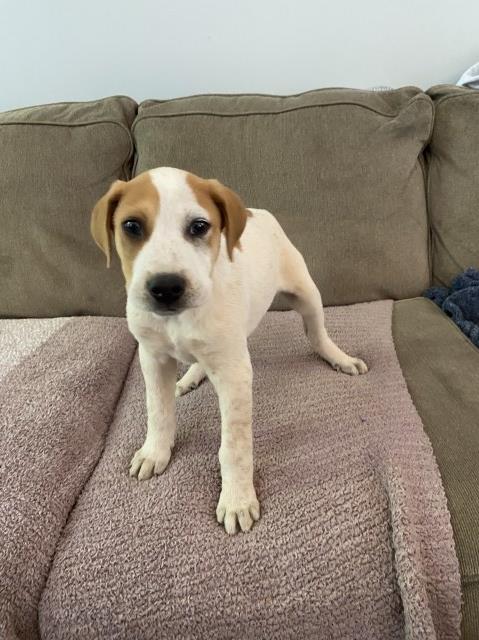 Bolt/ Male Puppy