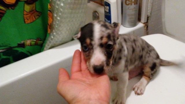 Louisiana Catahoula Leopard Dog puppy dog for sale in Abilene, Texas