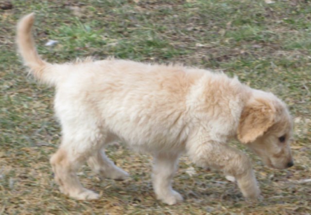 First Generation Labradoodle Puppies