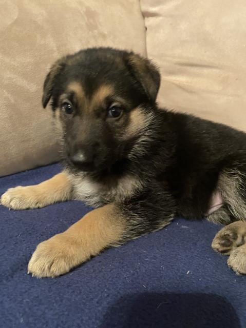 German Shepherd Dog puppy for sale + 63052