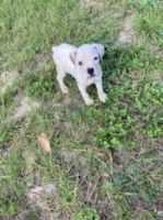 Beautiful Boxer babies! Boxer for sale/adoption