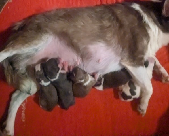 Chihuahua puppy for sale + 67153