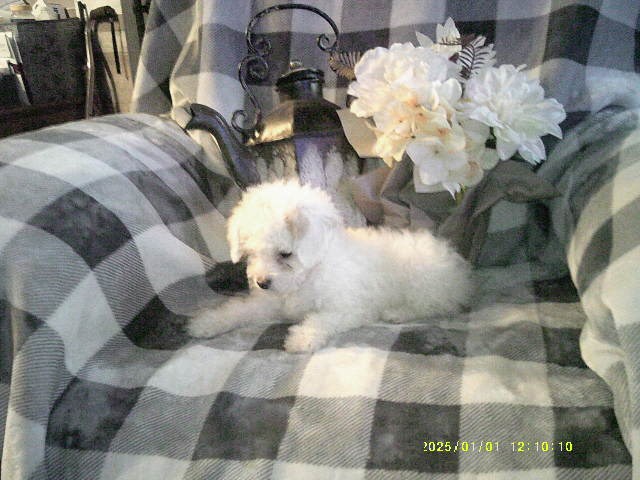 Poodle Toy puppy for sale + 67097