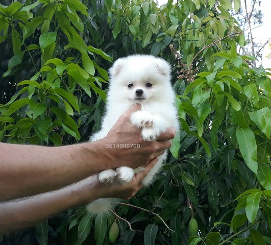 teddy bear teacup pomeranian price