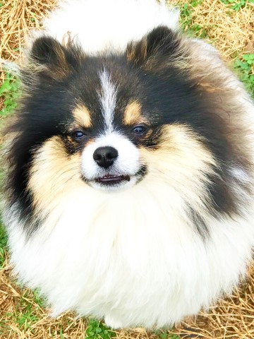 CKC Pomeranian: FIRE "CRACKER" KEN