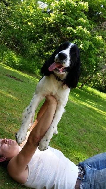 AKC English Springer Spaniel Puppies