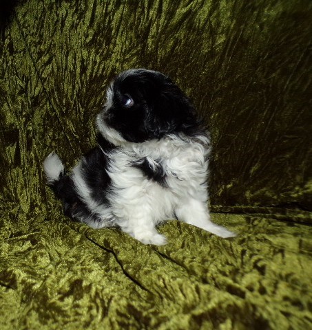 Shih Tzu puppy for sale + 66679