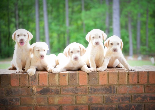 Labrador Retriever puppy for sale + 50194