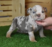 Asher Lilac Merle AKC English Bulldog for sale/adoption