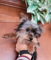 ?? Adventure Awaits with Mini Explorer Yorkie, Munchkin! ?? Yorkshire Terrier for sale/adoption