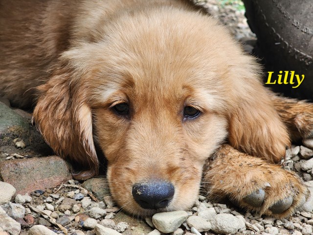 Golden Retriever Puppies