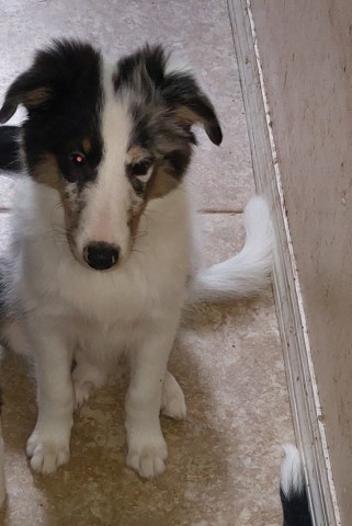Shetland Sheepdog puppy for sale + 66031