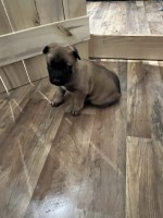 AKC Belgian Malinois Malinois for sale/adoption