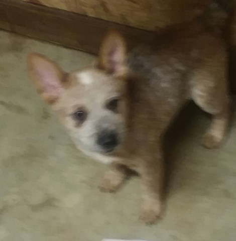 Australian Cattle Dog Pups