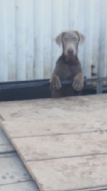 Doberman Pinscher puppy for sale + 66701