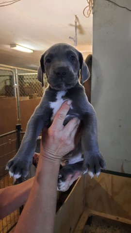 Great Dane puppy for sale + 63586