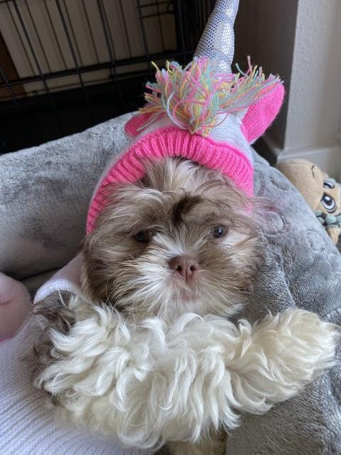 Green eyed shihtzu puppy