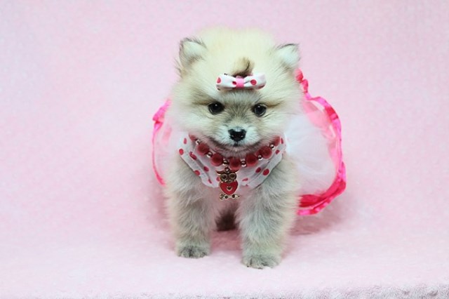 tiny bear pomeranians
