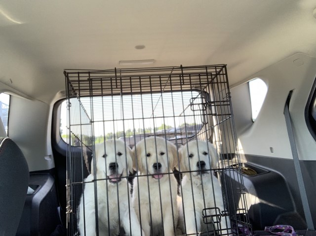 Golden Retriever Puppies