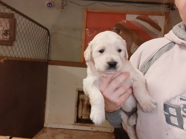 Golden Retriever puppies AKC