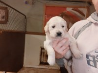 Last Puppy Listed
