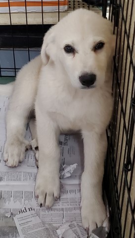 Irish Wolfhound/Great Pyrenees