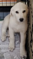 Irish Wolfhound/Great Pyrenees Irish Wolfhound for sale/adoption