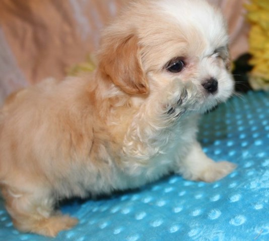 rarebreed toy miki pup