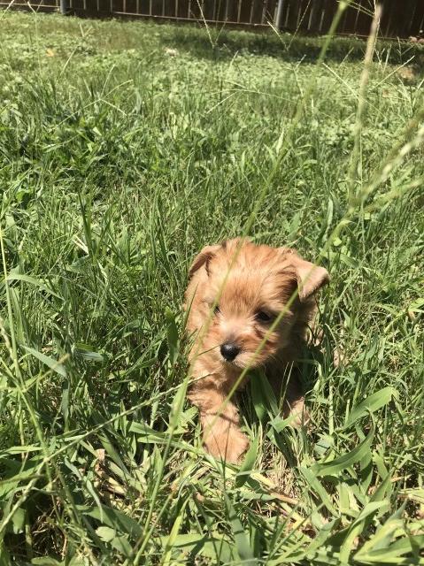 Yorkshire Terrier puppy for sale + 53564