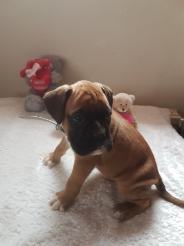 Beautiful Litter 2 Boys Boxers Puppies Left