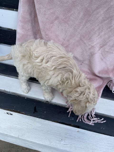 Goldendoodle puppy for sale + 61820
