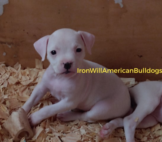 American Bulldog puppy for sale + 60744